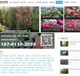 藤本月季网-月季知识分享网站-月季苗批发基地