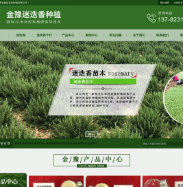 迷迭香-迷迭香苗木-特级迷迭香-禹州市金豫迷迭香种植有限公司