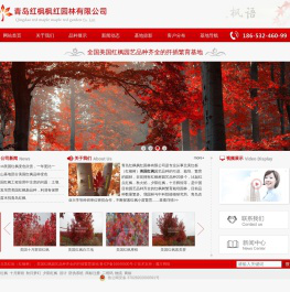 美国红枫-北美红栎-红点红枫-红橡树苗木繁育基地_青岛红枫枫红园林