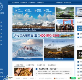 西藏那曲虫草网-那曲冬虫夏草行业网站